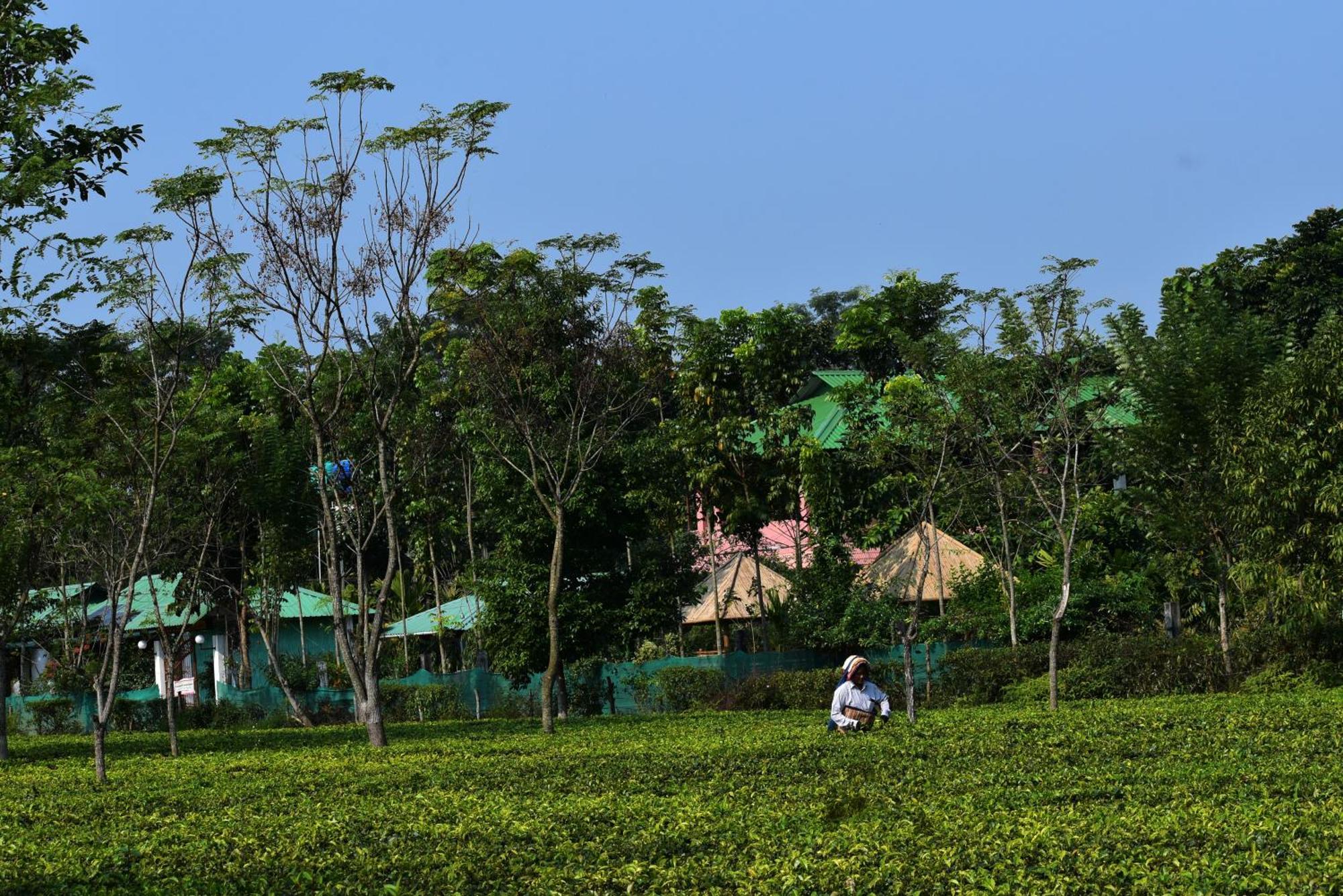 Grasshopper Jungle Queen Resort Chālsa المظهر الخارجي الصورة